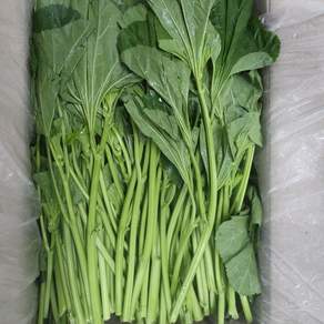 의령농산 건강채소 국내산 아욱 1kg/2kg/4kg