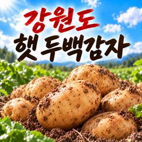 국내산 강원도 햇감자 두백감자 산지직송