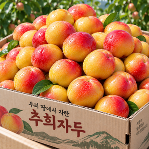 [10박스한정]당도보장 햇 추희자두 제철자두 산지직송