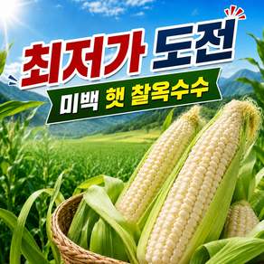 [최저가] 미백 찰옥수수 특품 달콤 쫀득 햇옥수수
