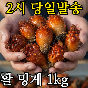 국산 통영 활멍게 동해 멍게 뿔멍게 참멍게