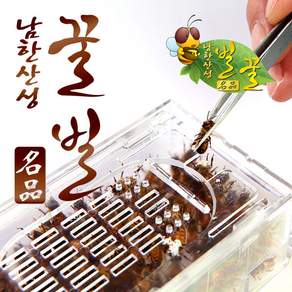 남한산성벌꿀농장 벌침벌 봉침벌 벌 벌침 봉독 벌침용벌 봉침용벌/로얄제리+꿀 영양사탕을 먹은 쌩쌩벌
