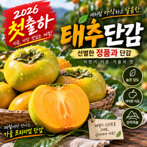 [첫출하특가] 햇 태추단감 고당도 아삭달콤 배단감 제철 단감