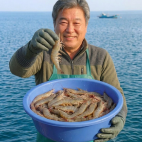 먹사부 국내산 제철 생물 대하 흰다리새우 (횟감용 소금구이용 찜용 당일발송 빙장포장)