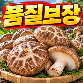 [최고품질] 국내산 무농약 버섯 가정용 생 표고버섯