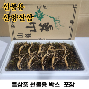 산삼 강원도 인제 산양삼 1200고지 지리산 장뇌삼 야생 방치 산양산삼