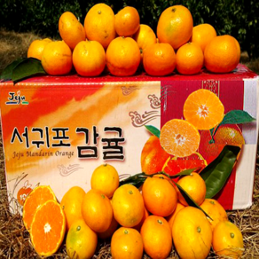 [황금농원]서귀포 고당도 귤 첫출하