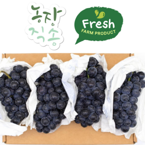 [하루50박스한정] 영동 상주 고당도 캠벨 포도 특품
