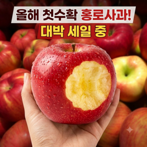 [26년첫수확] 햇사과 산지직송 고당도 홍로사과