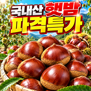 파격특가 국내산 가을 햇 밤 왕밤