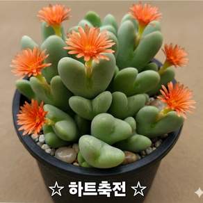다육이 총집합 골라담기 다육식물 다육이