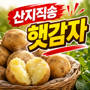[단독특가] 26년 국내산 포슬포슬 수미감자