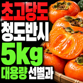 고당도 씨없는 청도반시 대과 햇 감 선별
