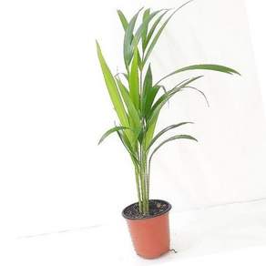 아레카야자 소형 높이 60-70cm 화분 10cm 잎폭 30-40cm 실내공기정화식물 창가식물