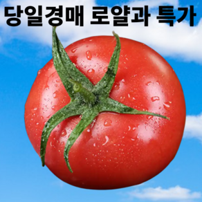 [단독초특가] 당일경매 정품 국내산 완숙토마토