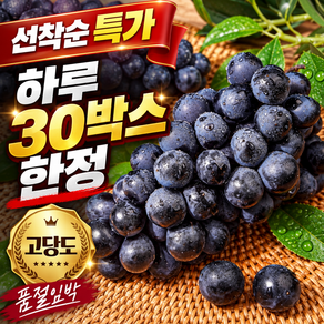 [품절임박] 하루30박스 머루포도 국산 고당도