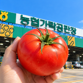[제철특선] 완숙 토마토 국내산