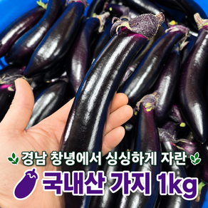 [정가네팜]경남 창녕 수확 출고 싱싱할 수 밖에 없는 산지직송 특품 가지