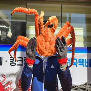 프리미엄 정품 킹크랩 당일자숙 블루 레드 킹크랩 3.5kg급까지