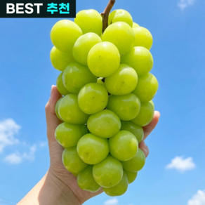 [당도보장] 최대18brix 프리미엄 초고당도 샤인머스켓