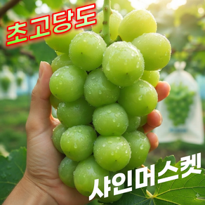 [한정특가] 국내산 초고당도 청포도 샤인머스켓