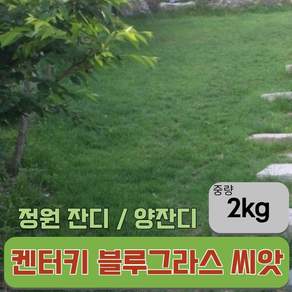 잔디씨앗 켄터키블루그래스 2kg