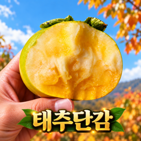 [산지직송] 최대15브릭스 당일수확 제철 태추단감