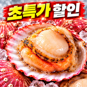 [선착순 하루50박스] 에어세척 통영 생물 홍가리비 당일조업