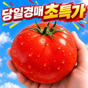 [당일경매] 신선보장 국내산 완숙 토마토