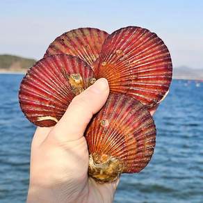 통영 홍가리비 1kg 세척 조개구이 캠핑