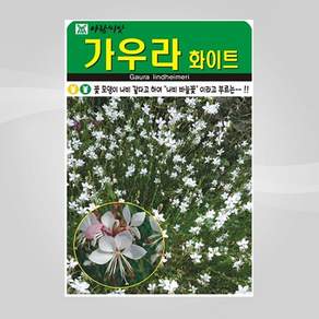 슬로시 야생화 꽃씨앗 가우라 화이트 나비바늘꽃 100립