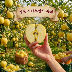 경북 산지직송 고당도 아삭한달콤식감 황금 시나노골드 사과