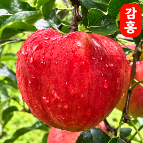 [한정특가] 고당도 문경 감홍사과 산지직송