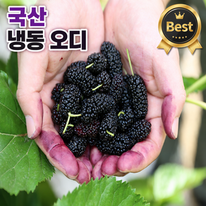 [모드릿] 고창 국산 냉동 (급냉) 햇 오디