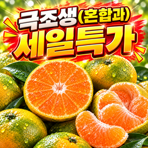 [첫출하특가] 벌꿀당도 제주 노지감귤 극조생감귤