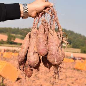 [델푸릇] 해남 세척 꿀고구마 3kg 5kg