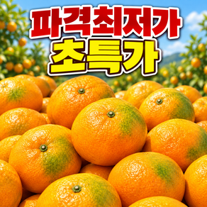 [주문폭주최저가이벤트] 상큼과즙팡팡 꿀고당도 싱싱한 제주감귤