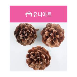 권심바몰 내추럴대 벽장식소품