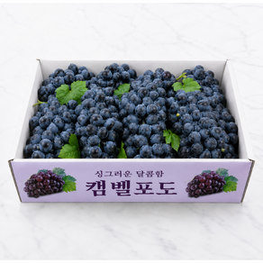 [농장직송특가] 대형마트납품 산지직송 고당도 캠벨포도