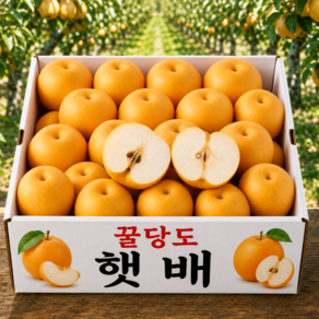 [하루30박스] 국내산 아삭달콤 초특가 햇 배