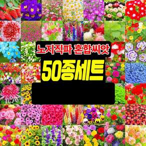 [빠른배송] 노지 월동 다년생 꽃 씨앗 야생화 4계절 꽃 씨앗 봄꽃 키작은 꽃 씨앗 모음 노지직파 비료 증정 TENFOC