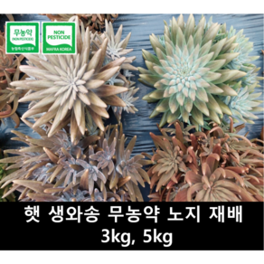 [송죽농장] 와송 무농약 인증 국내산 노지 햇 생와송