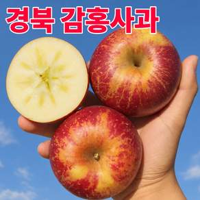 고당도 감홍사과 경북 감홍 사과