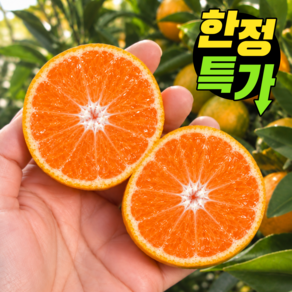 [단하루특가] 서귀포 고당도 제주 감귤