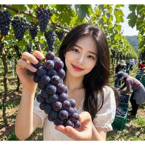 [2주한정] 당일수확 꿀당도 산지직송 햇 캠벨포도