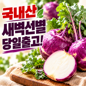 [3일간초특가] 고른담 새벽선별 고당도 신선 국내산 콜라비