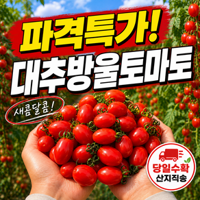 [파격특가] 산지직송 새콤달콤 대추 방울 토마토