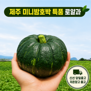 [특품 로얄과] 제주산지직송 프리미엄 미니밤호박