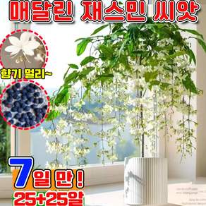 빠른 배송 100/200 행인 자스민 쟈스민 꽃나무 향기로운 재스민 강렬한 향의 매달린 재스민 씨앗 향기가 멀리 재스민 사은품 랜덤 증정