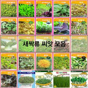 코리아팜 새싹류 씨앗/새싹브로콜리/새싹보리/새싹삼색무순/새싹다채/새싹적무/새싹케일/새싹겨자/새싹적양배추/새싹레드콜라비/새싹알팔파/새싹청경채/새싹배추/새싹유채/새싹홍염무/새싹새론무